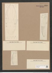 Amphora fusca A. Schm. (de-Toni-Nr.: Genus 36, Species 1664) Zeichnungen Sammlung Grunow Nr. 3189 (NHMW-BOT-W0370636)